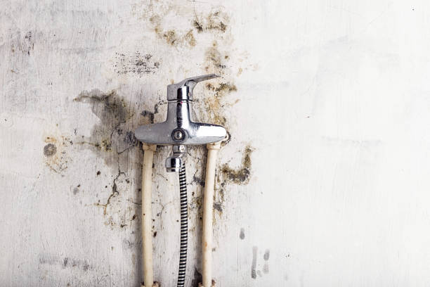 Best Fast Mold Removal  in Highland Lakes, NJ
