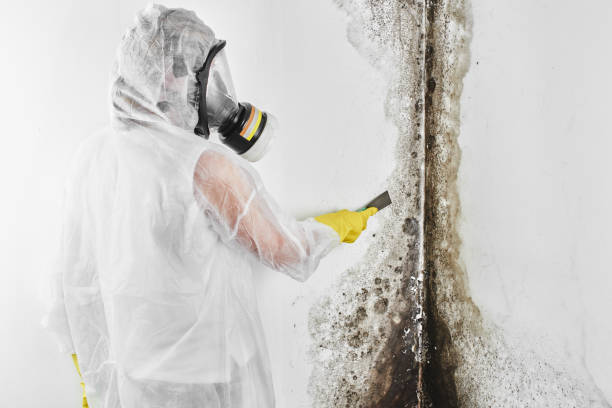 Best Toxic Mold Removal  in Highland Lakes, NJ