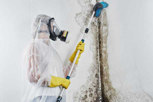 Best Crawl Space Mold Removal  in Highland Lakes, NJ