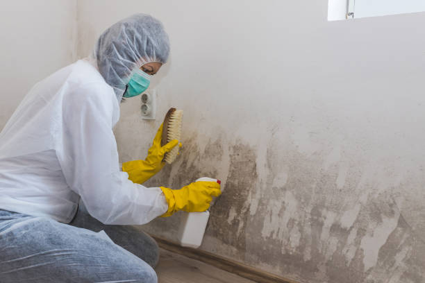 Best Attic Mold Removal  in Highland Lakes, NJ