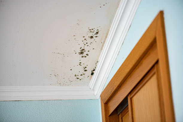 Best Mold Damage Repair  in Highland Lakes, NJ