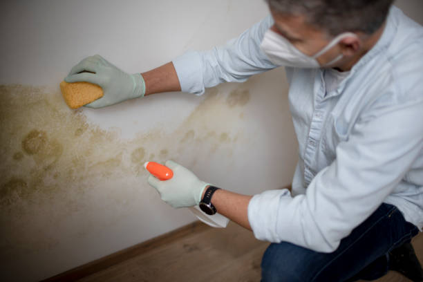 Crawl Space Mold Removal in Highland Lakes, NJ