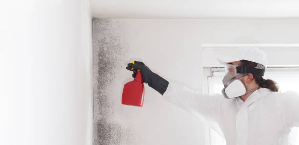 Best Fast Mold Removal  in Highland Lakes, NJ