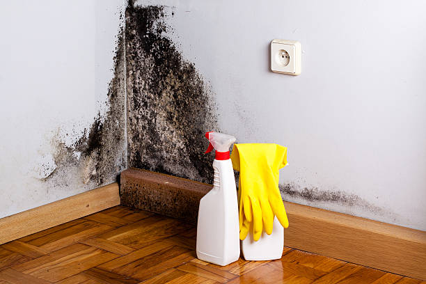 Best Local Mold Removal Service  in Highland Lakes, NJ