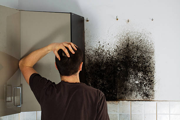 Best Residential Mold Removal  in Highland Lakes, NJ